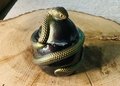 Snakes On The Mother F*****g Jars Series