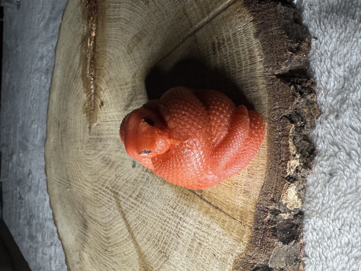 Cobra Snake Resin Series 